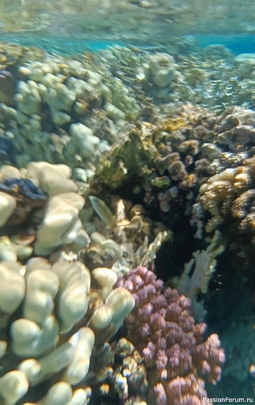 Красное море