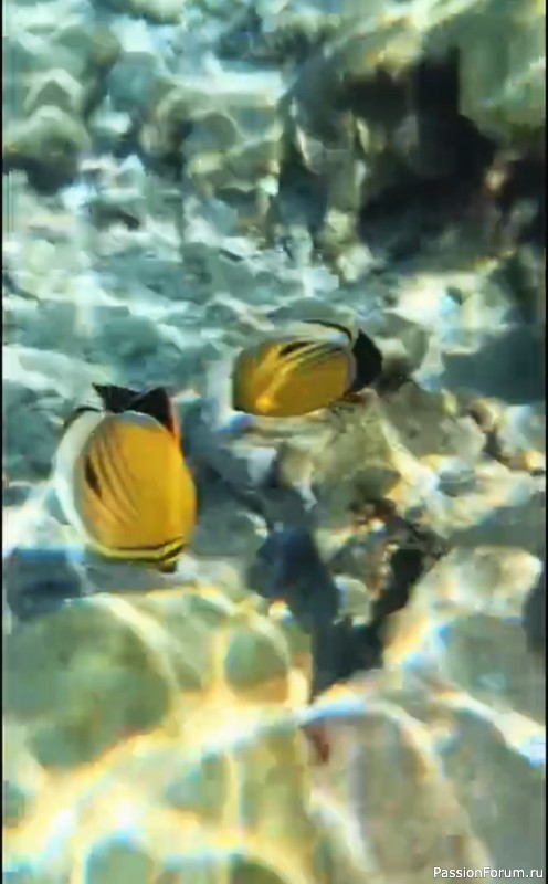 Красное море