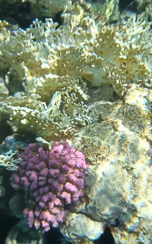Красное море