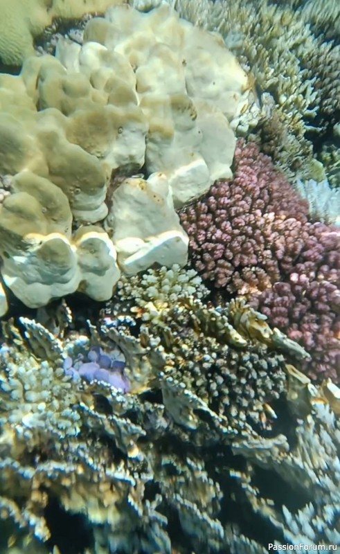 Красное море