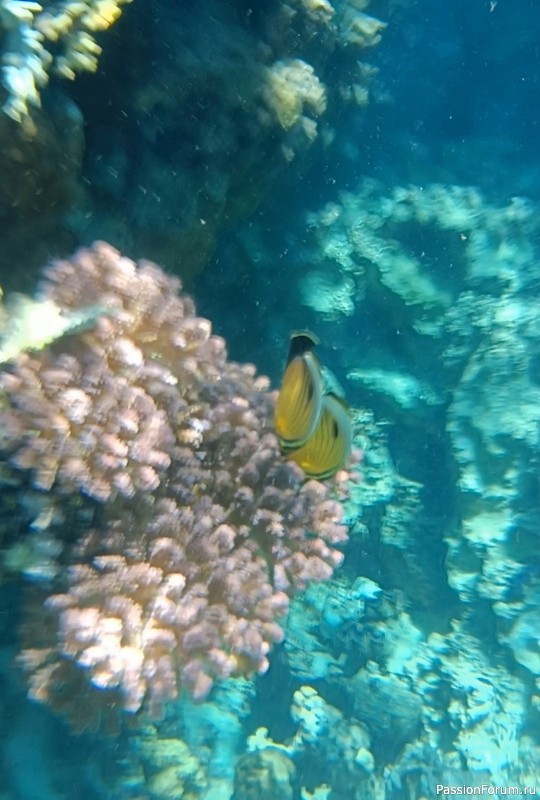 Красное море