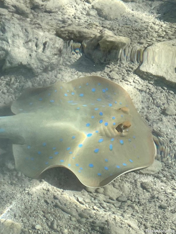 Красное море