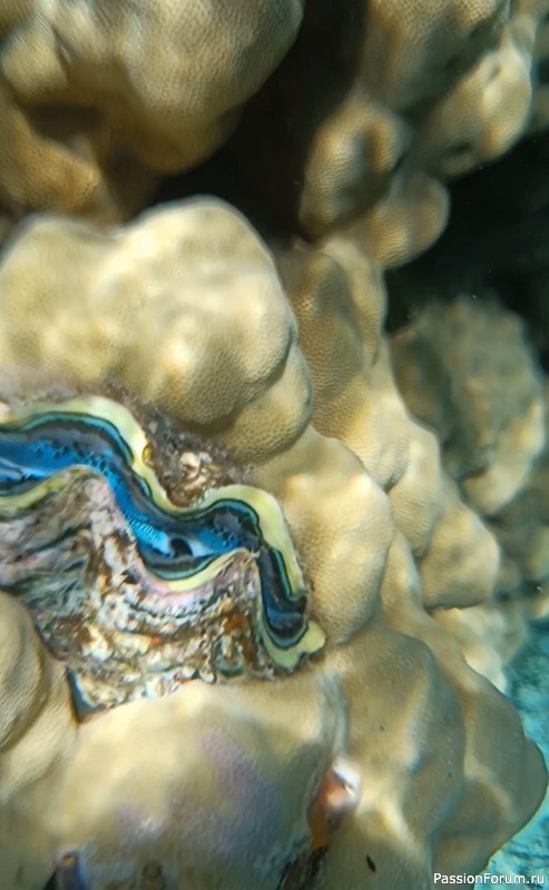 Красное море