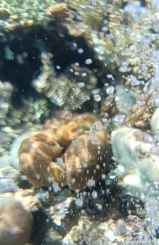 Красное море