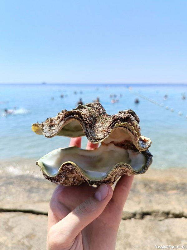 Красное море