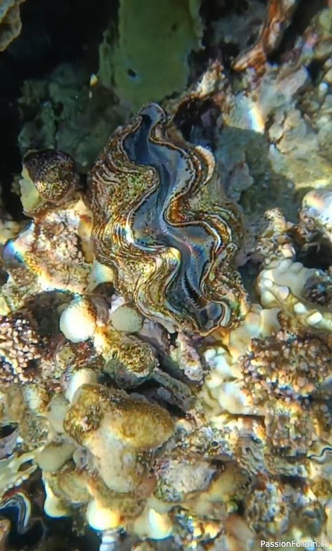 Красное море