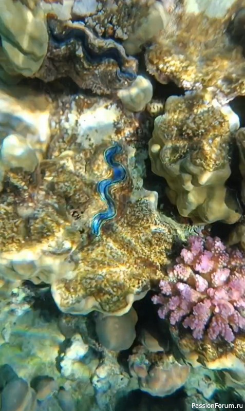 Красное море