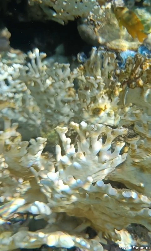 Красное море