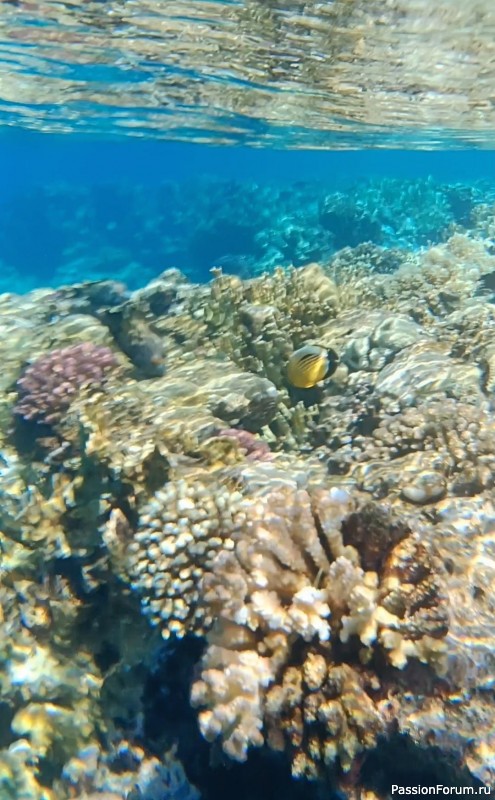 Красное море