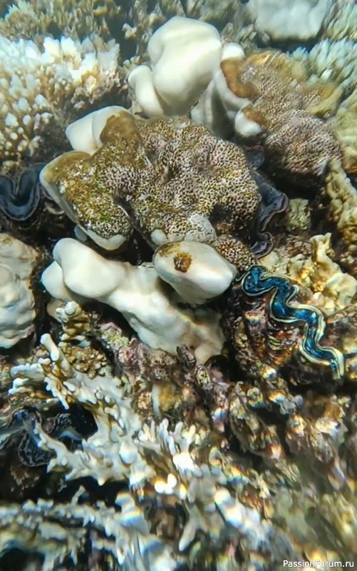 Красное море