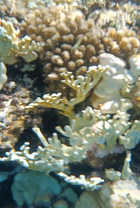 Красное море
