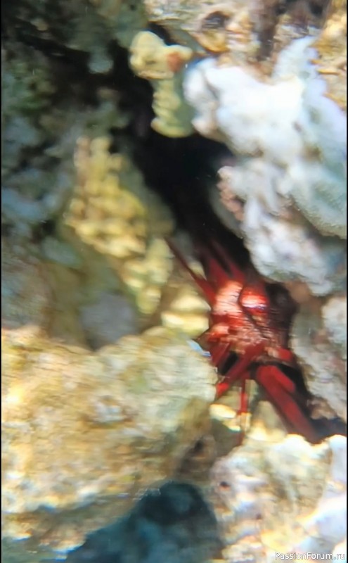 Красное море