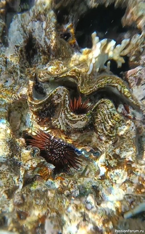 Красное море