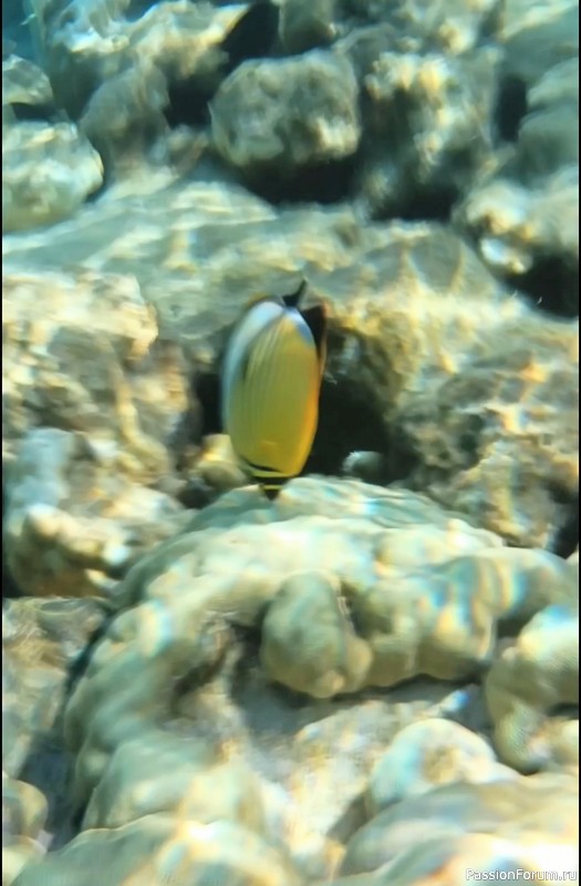 Красное море