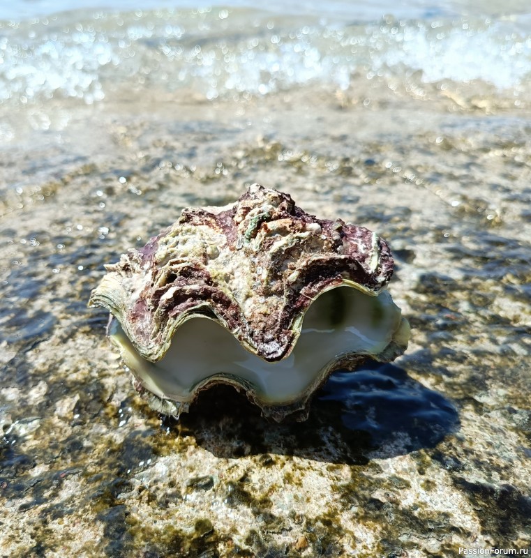 Красное море