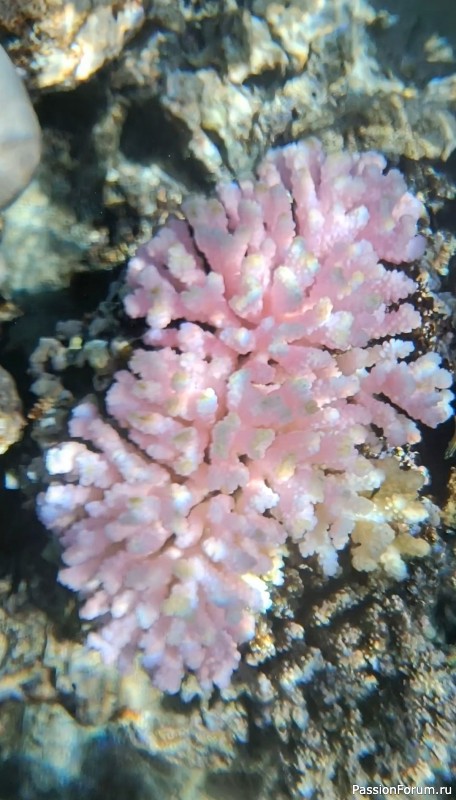 Красное море