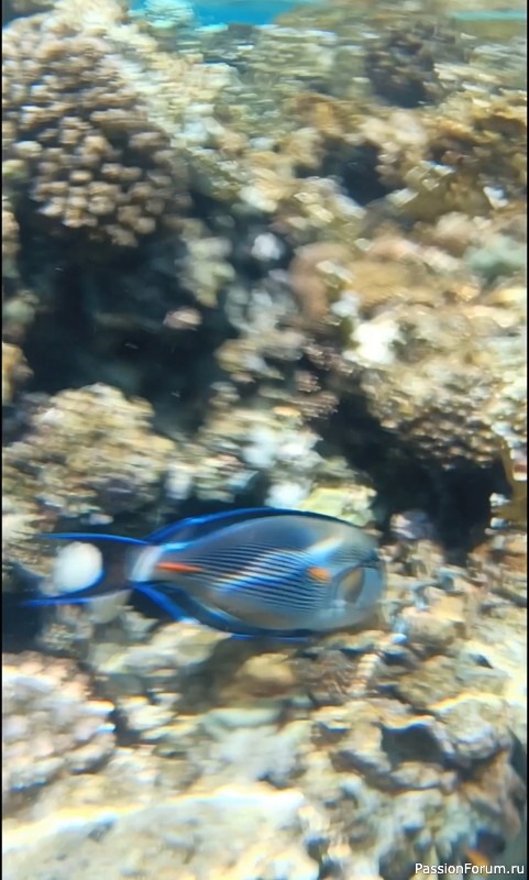 Красное море