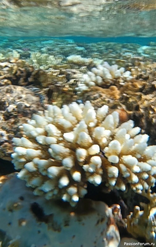 Красное море