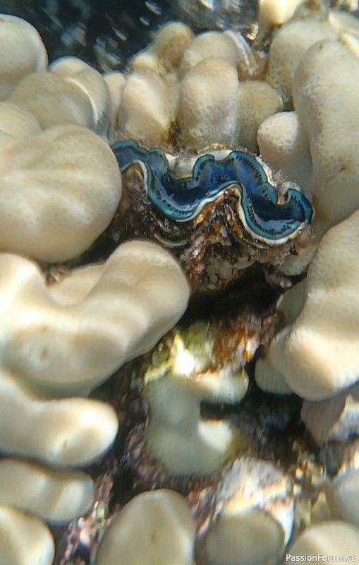 Красное море