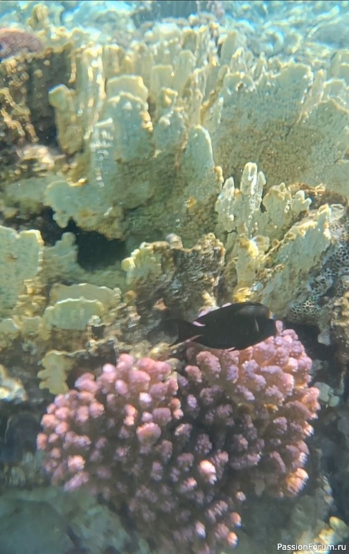 Красное море