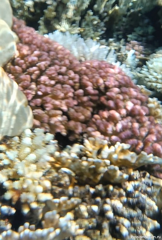 Красное море