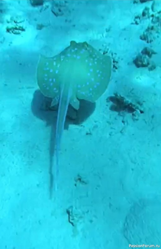 Красное море