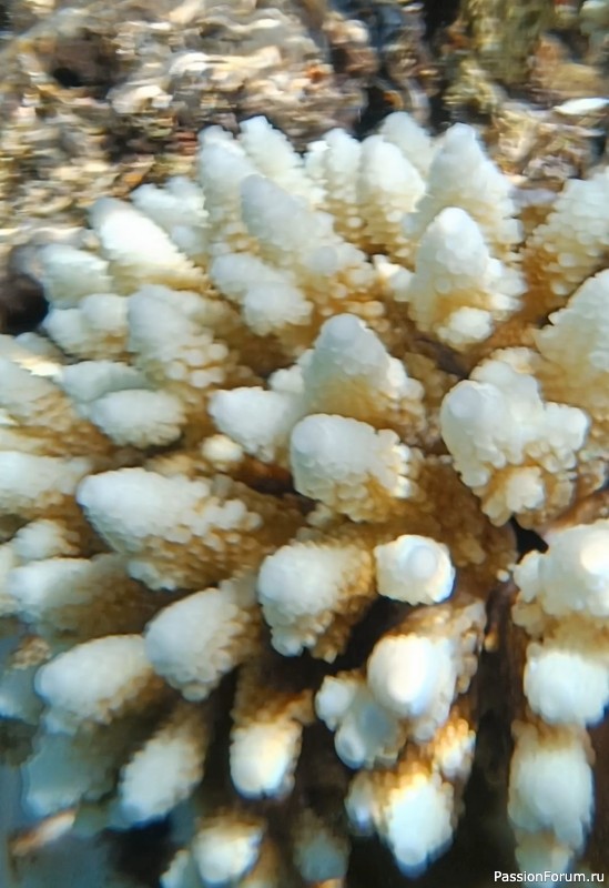 Красное море
