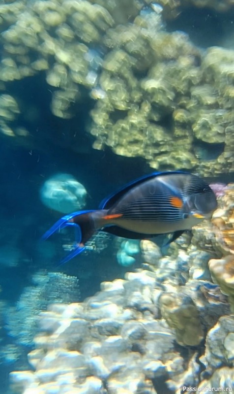 Красное море