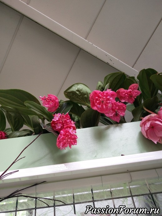 Парк цветов кеикенхоф это не только тюльпаны. Продолжение. Орхидеи