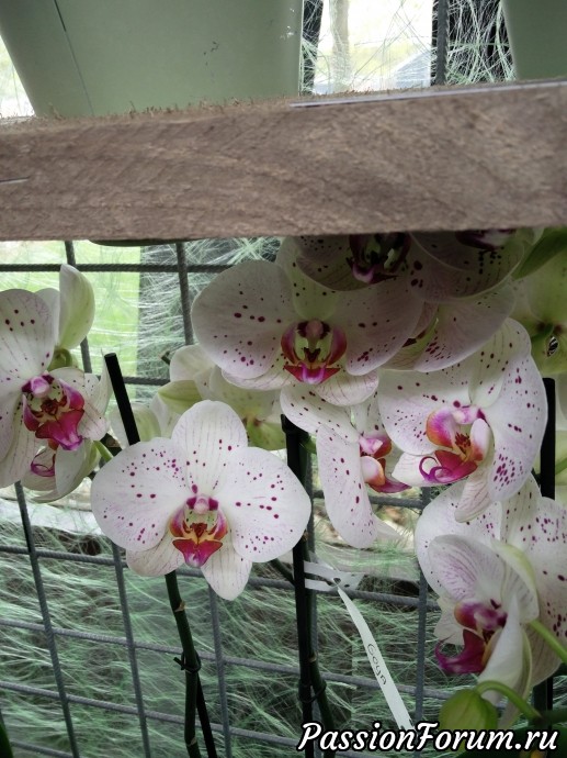 Парк цветов кеикенхоф это не только тюльпаны. Продолжение. Орхидеи