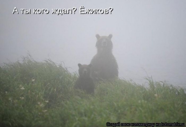 УСАТЫЕ ,ПОЛОСАТЫЕ-о братьях наших меньших!