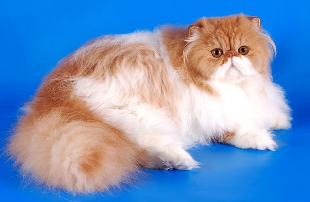 Туника Кошка