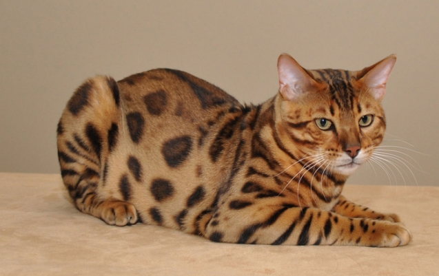 Бенгальская кошка Бенгальская кошка
