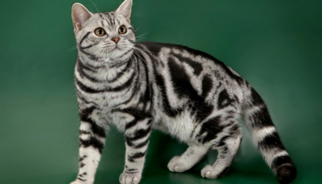 Американская короткошёрстная кошка Американская короткошёрстная кошка