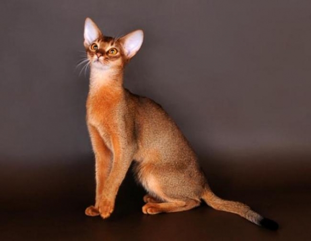 Абиссинская кошка Абиссинская кошка