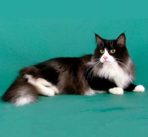 Норвежская лесная кошка Норвежская лесная кошка