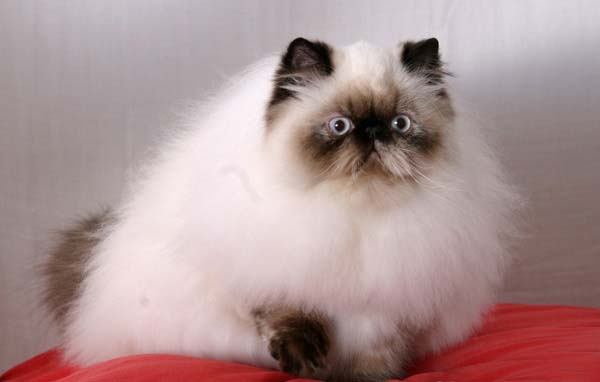 Гималайская кошка Гималайская кошка