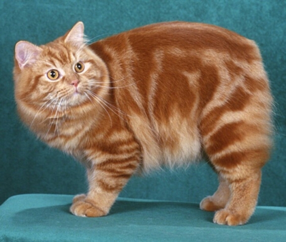 Мэнская бесхвостая кошка Мэнская бесхвостая кошка
