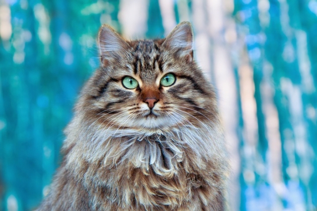 Сибирская кошка,так вот ты какой русский Кот Васька! Сибирская кошка,так вот ты какой русский Кот Васька!