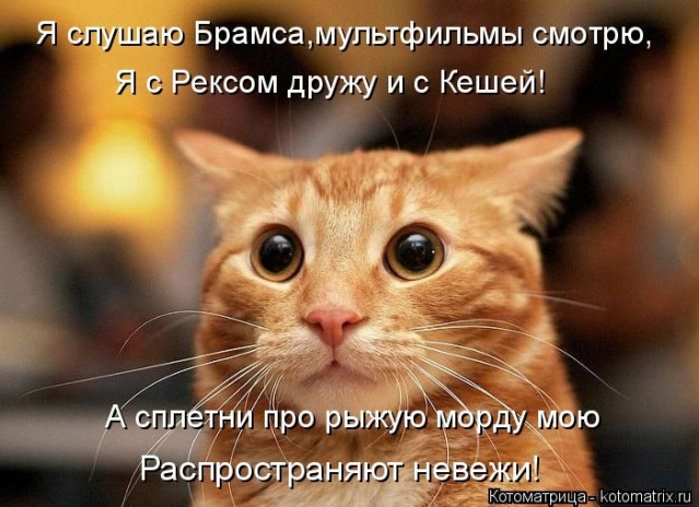 Братья наши меньшие,или СУББОТНЯЯ КОТОМАТРИЦА !