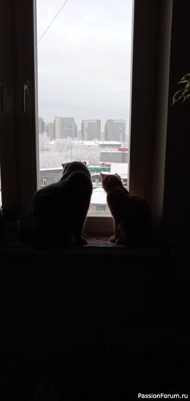 Моя радость и кошачье веселье)