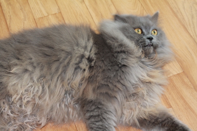 Мои "Каунята")))