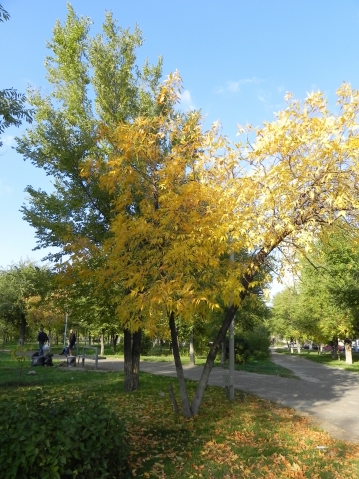 Осеннее вдохновение.Фотографии.