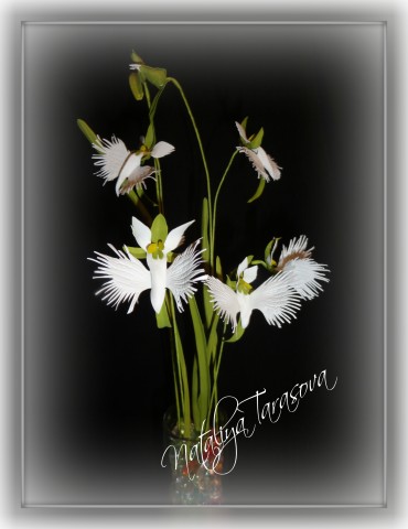 Орхидея **Белая цапля** Фоамиран.