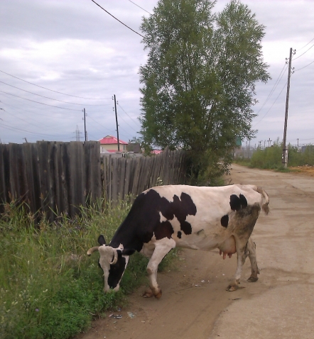 но смешнючие но смешнючие