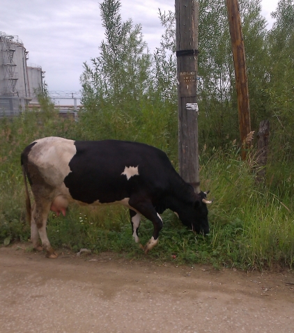 присмотрелась,коровки то не особо ухоженные присмотрелась,коровки то не особо ухоженные