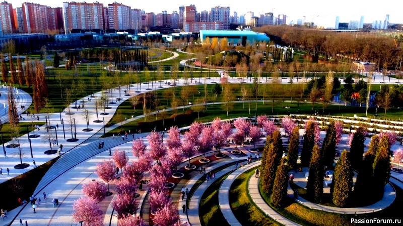 Павловния и слива нигра.