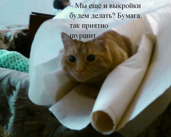 Без кота и жизнь не та