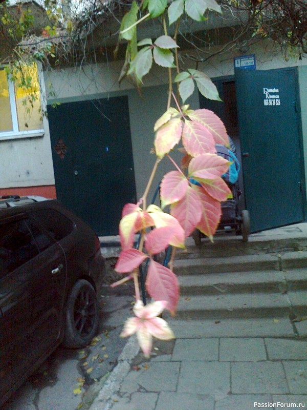 Чудеса природы