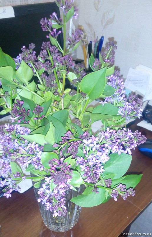 Чудеса природы Чудеса природы